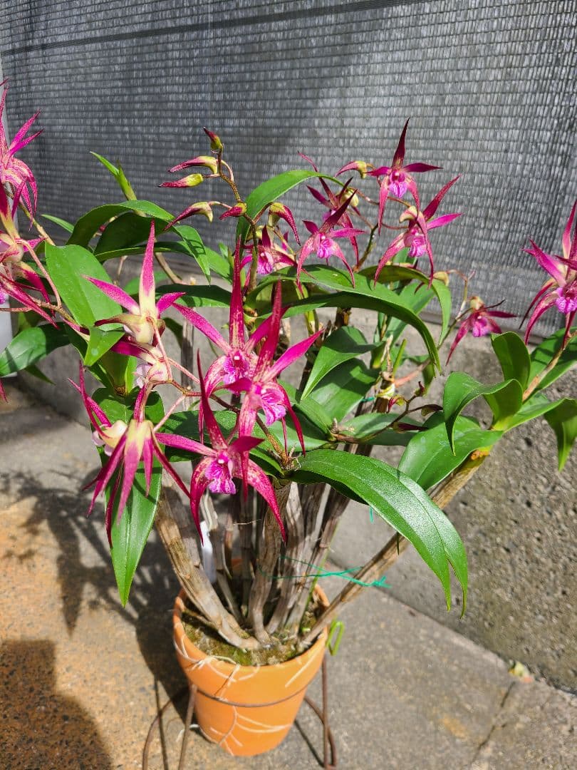 洋蘭　Den.MaroonStar'Cavalier'