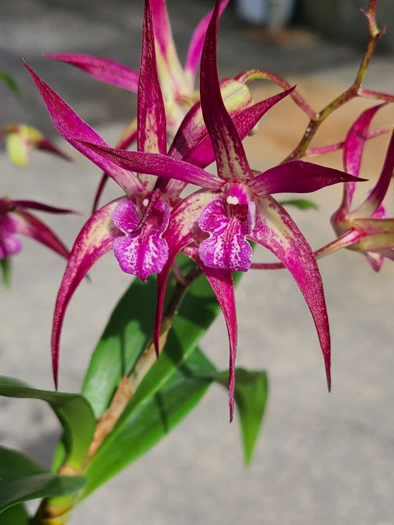 洋蘭　Den.MaroonStar'Cavalier'