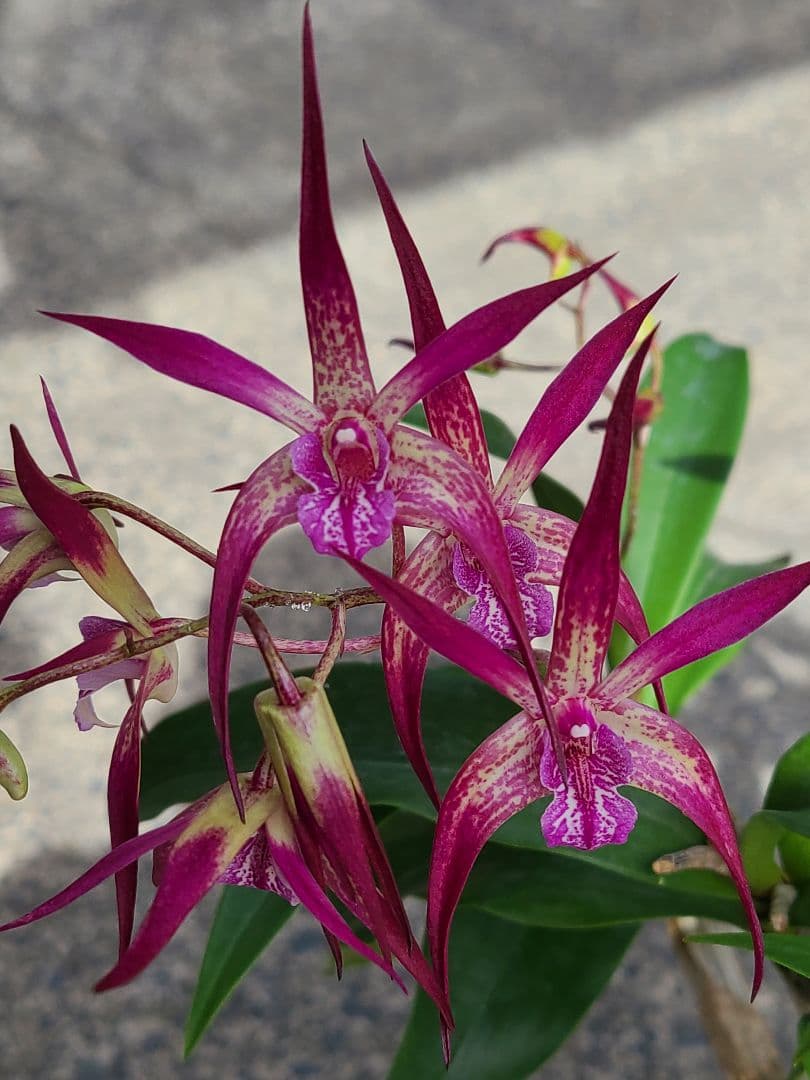 洋蘭　Den.MaroonStar'Cavalier'