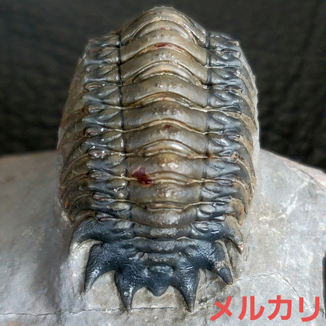 超美麗！三葉虫【Crotalocephalus gibbus】 化石  モロッコ