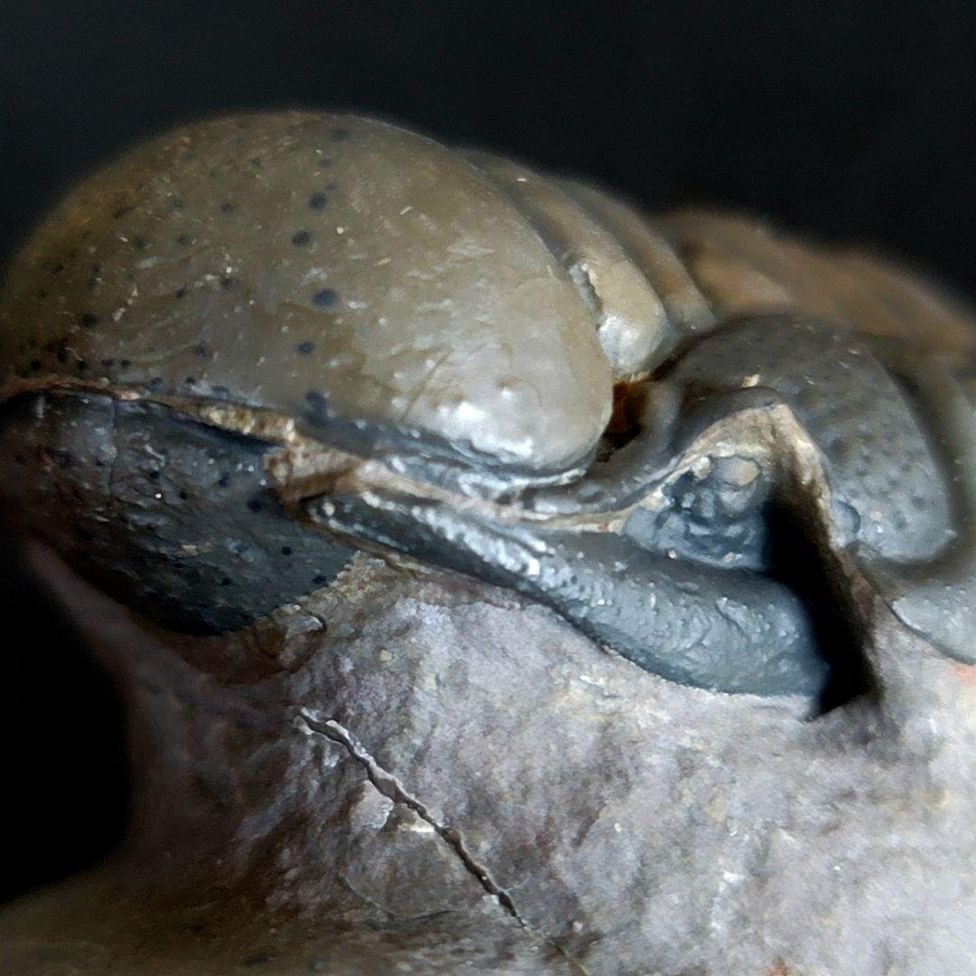 超美麗！三葉虫【Crotalocephalus gibbus】 化石  モロッコ