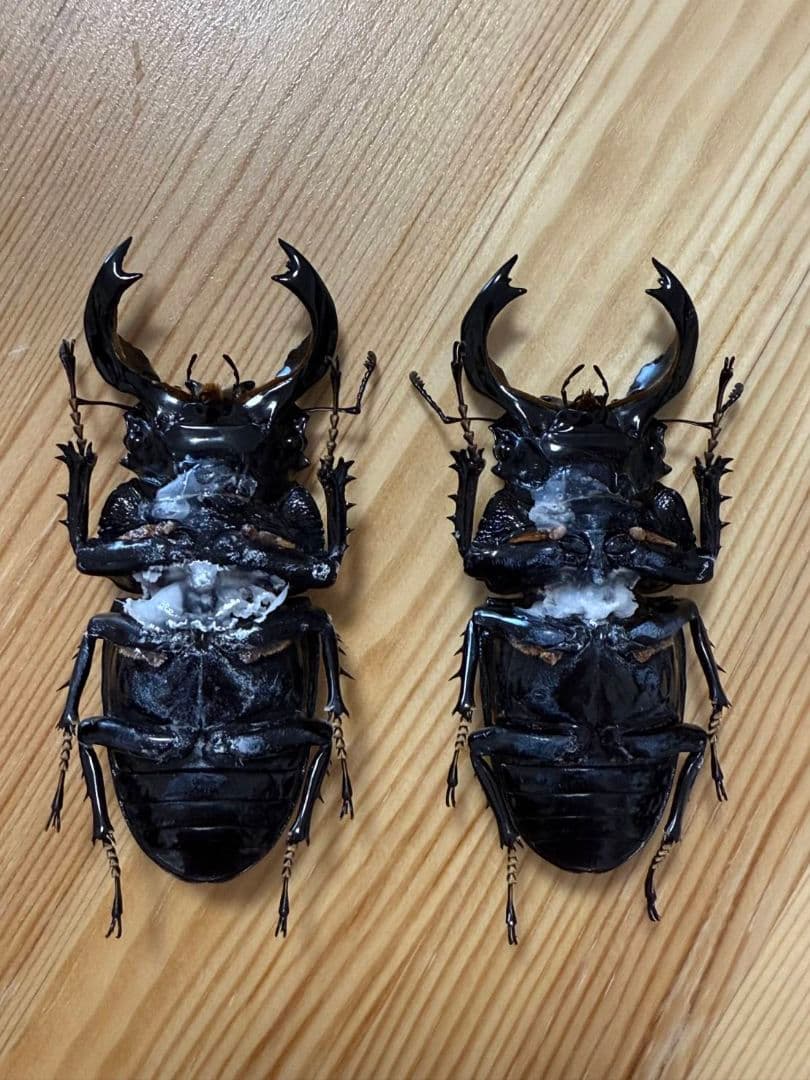 最終値下げ　タランドゥスオオツヤクワガタ　９１mmトリオ