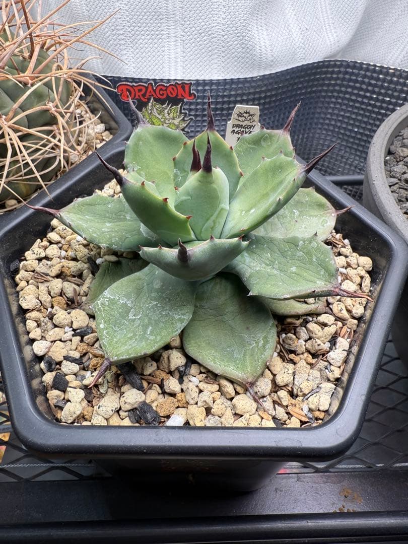 無刺八荒×甲蟲 一本棘　マクロ　アガベ 多肉植物　チタノタ