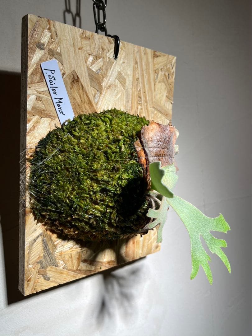 Willinckii Sailor Mars OC セーラーマーズ