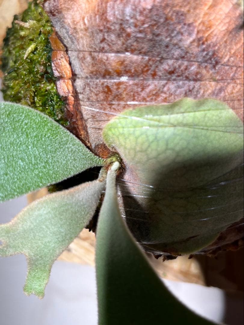 Willinckii Sailor Mars OC セーラーマーズ