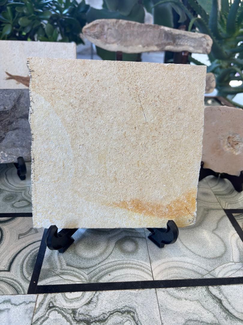 台付　エビ　魚　化石　鉱石　希少　インテリア 2