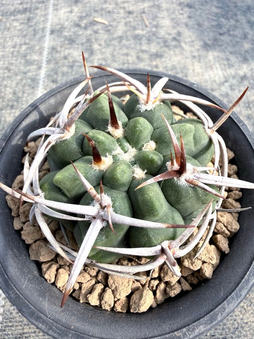 フェロシオール　ギムノカリキウム　サボテン　魔天竜　天平丸