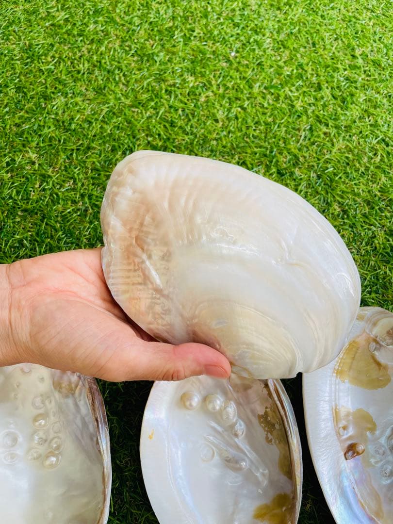 天然白蝶貝 シェル皿 25枚セット インテリア装飾用