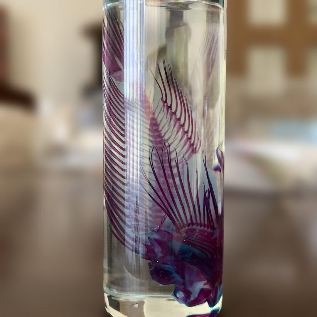 透明標本 魚 オニオコゼ