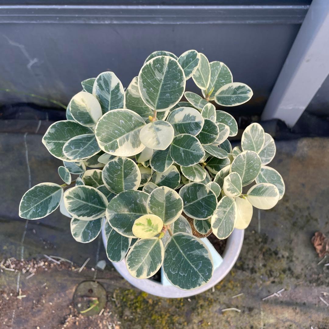 パンダガジュマル　斑入り　７号リン鉢