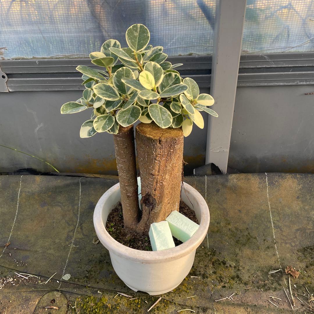 パンダガジュマル　斑入り　７号リン鉢