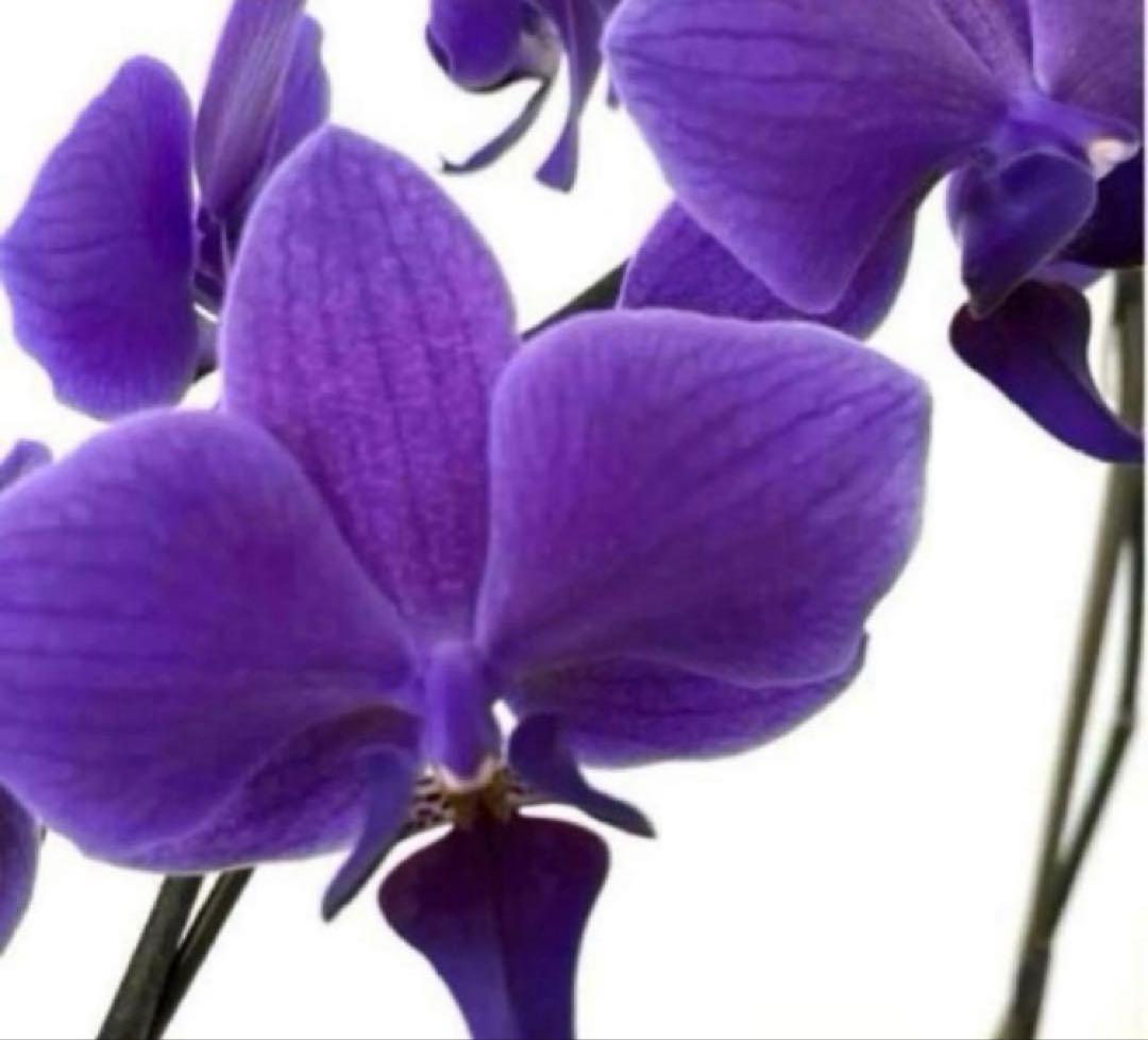 ③正規品　希少品種　胡蝶蘭　コチョウラン　ファレノプシス　ブルージーン　パープル