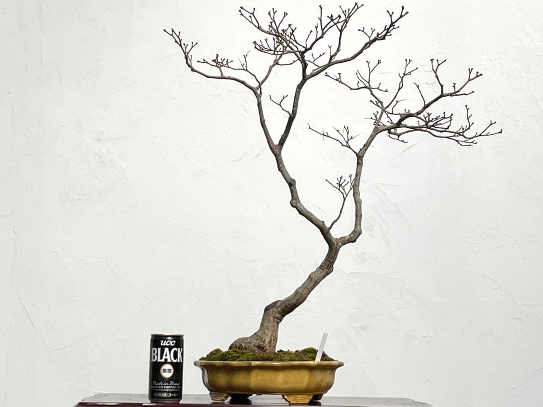 三河盆栽　京の舞　モミジ　盆栽　香峰　鉢