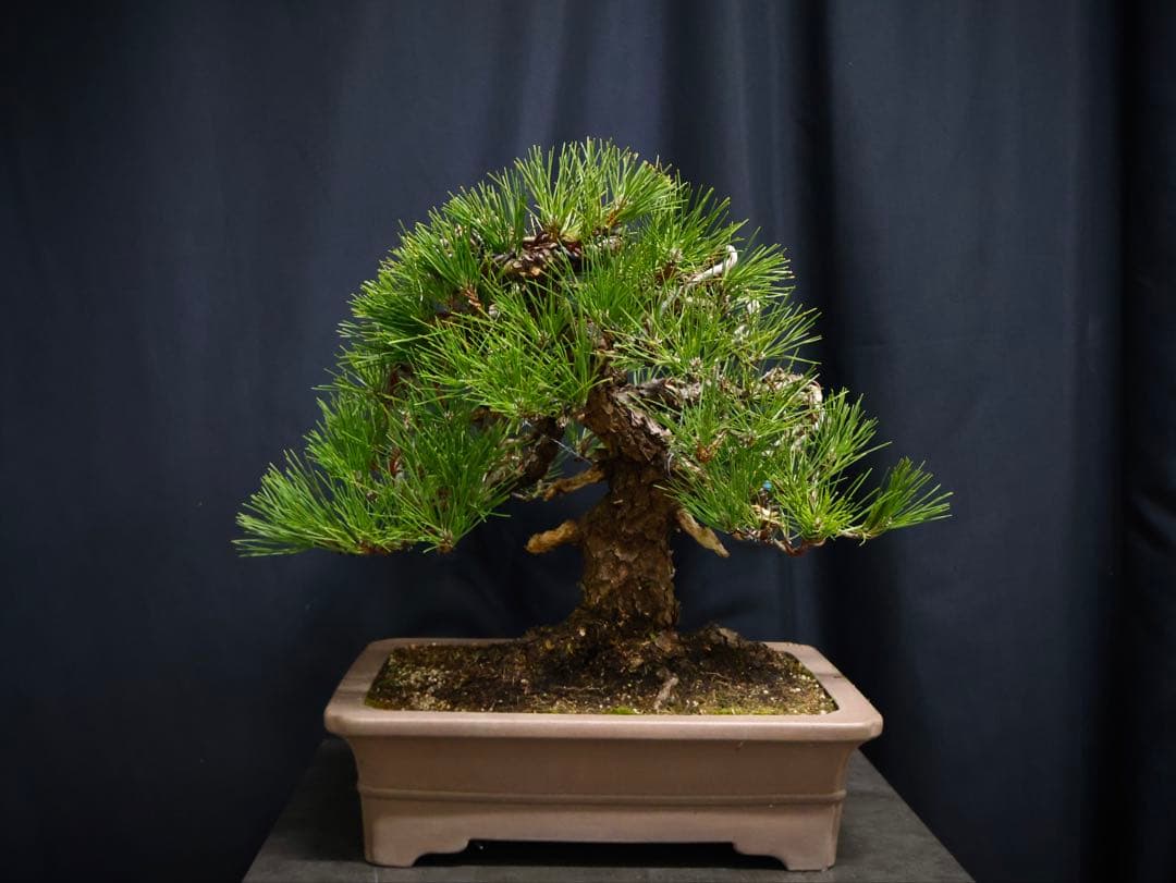 黒松　古木　太幹　中品　大品盆栽　模様良　盆栽　樹高41cm