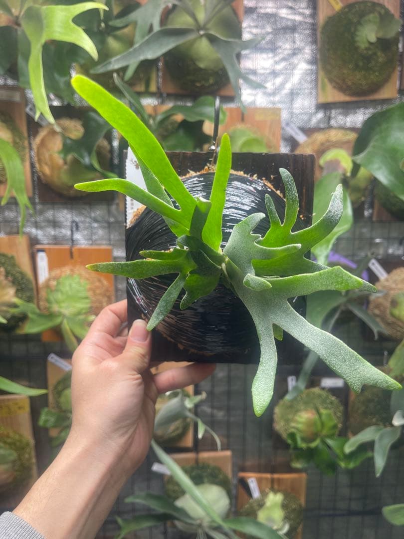 ビカクシダ P・willinckii\