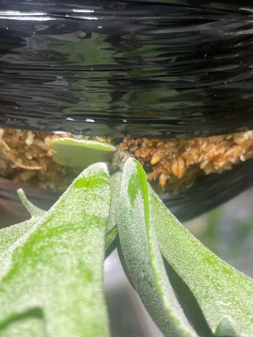 ビカクシダ P・willinckii\"Bacteria\"spore