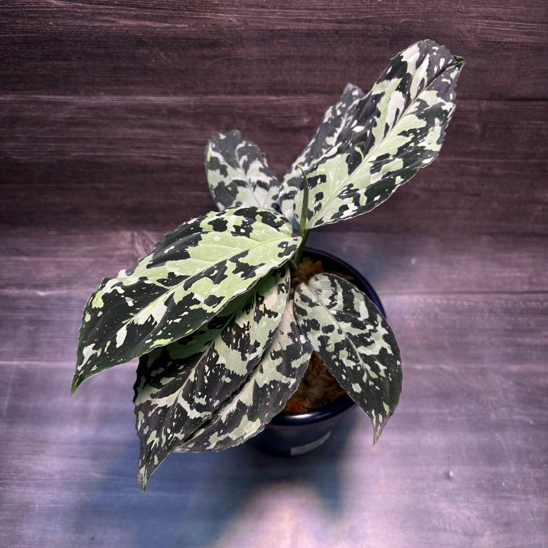 アグラオネマ　ピクタム　専用