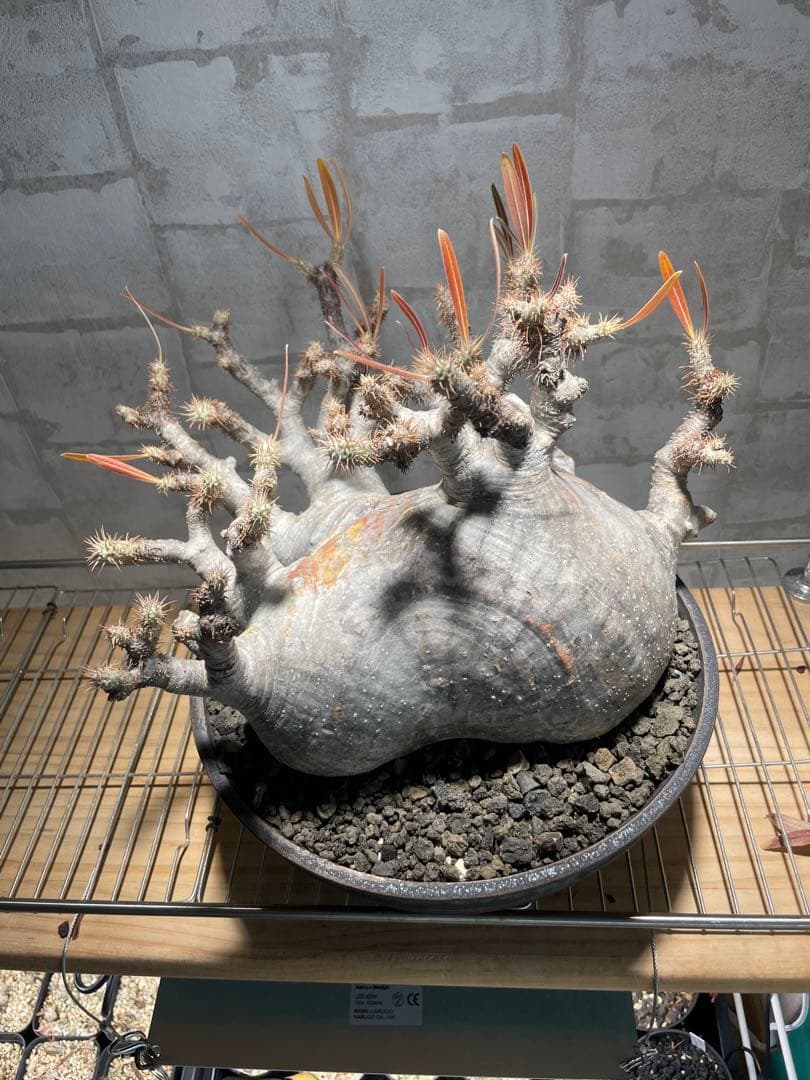 パキポディウム　グラキリス　現地株　大株　発根済み