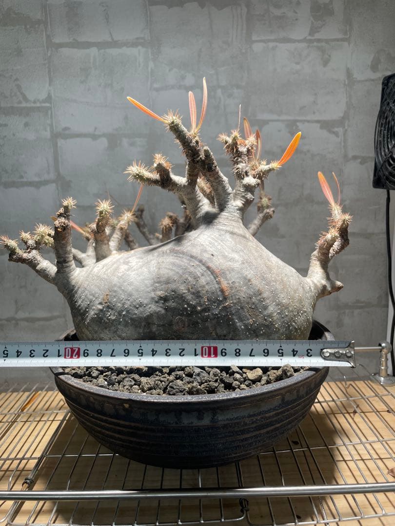 パキポディウム　グラキリス　現地株　大株　発根済み