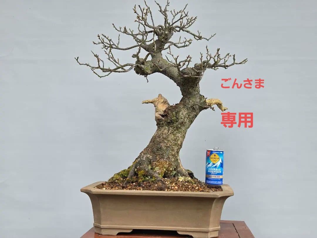 野梅(米良)　小輪白花一重[模様木]　大品盆栽 梅