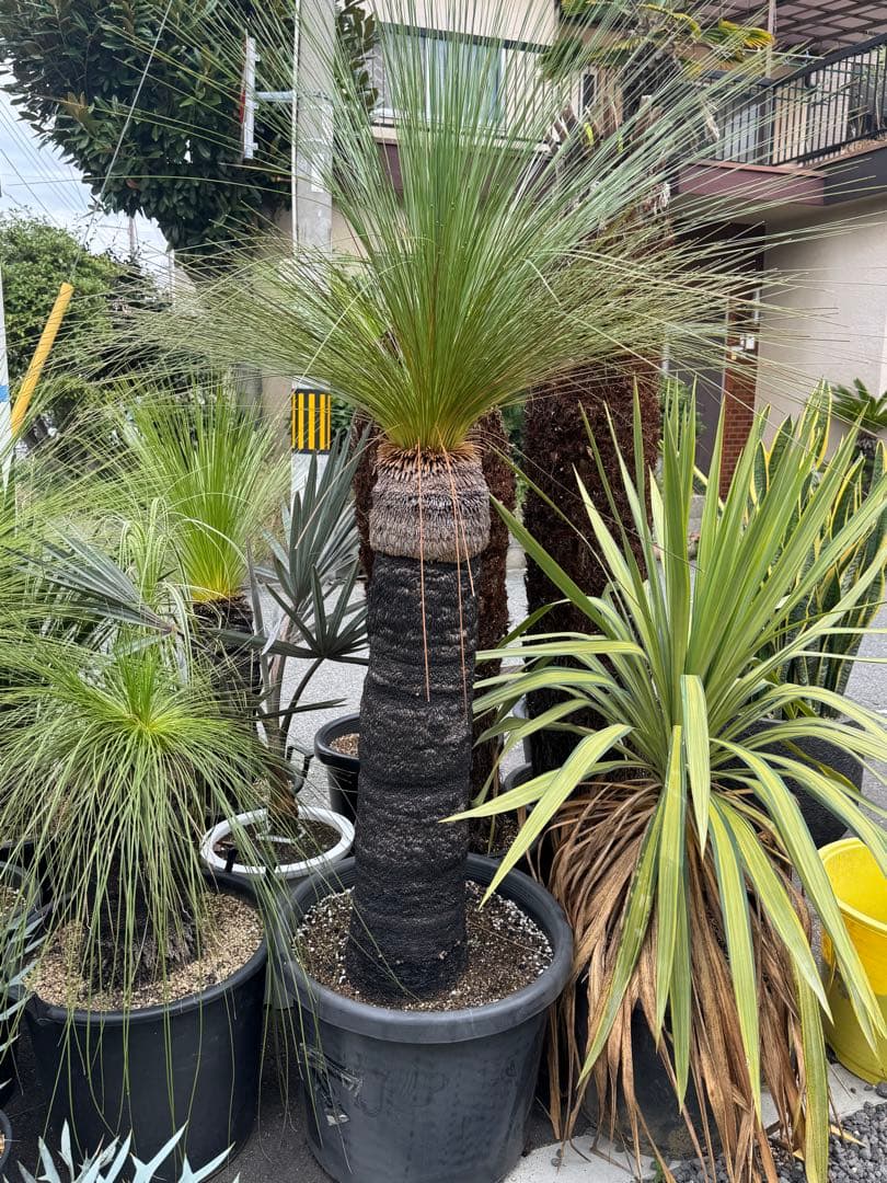 クサントロエア　ジョンソニー　ブラックボーイ