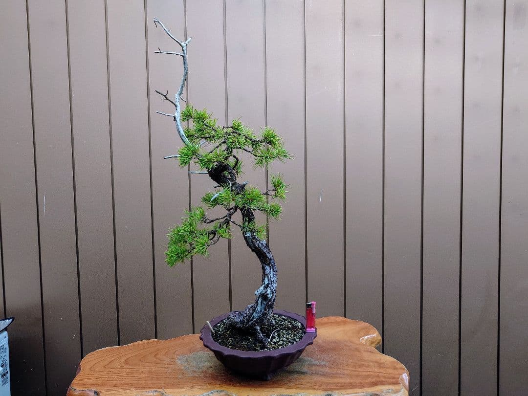 盆栽　五葉松　樹高76cm