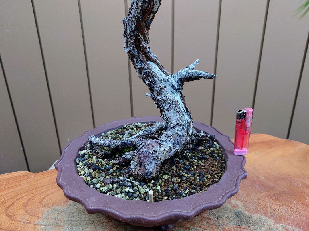 盆栽　五葉松　樹高76cm