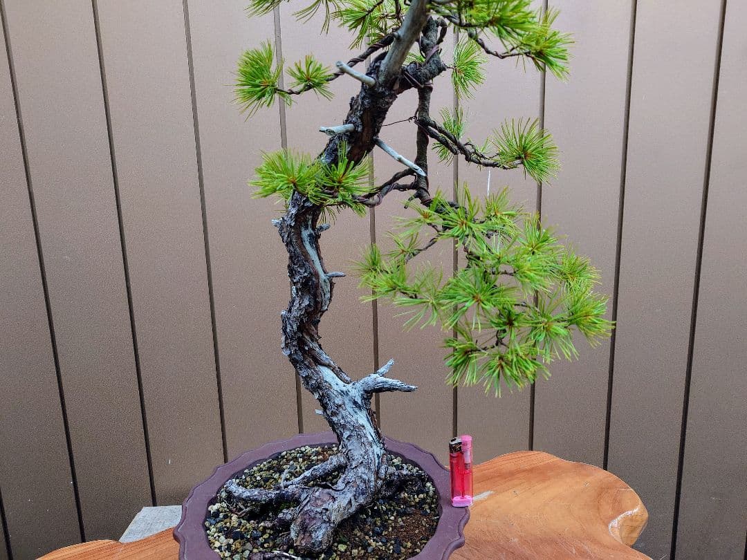 盆栽　五葉松　樹高76cm