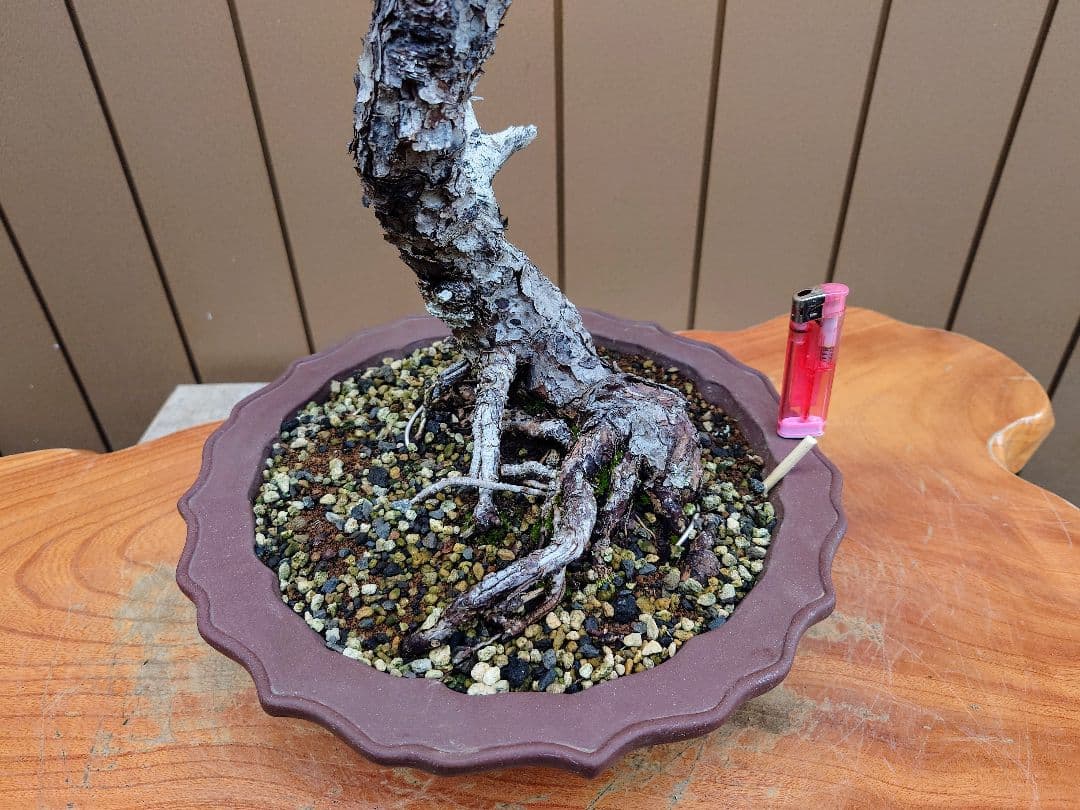 盆栽　五葉松　樹高76cm