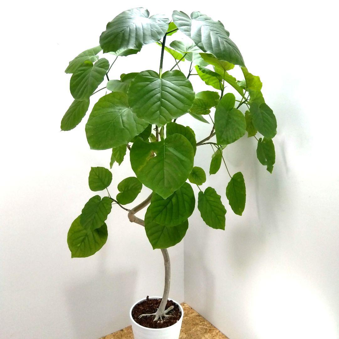 m*i様 フィカス　 ウンベラータ ❗️綺麗な曲がり❗ 130cm‼️7号セラア