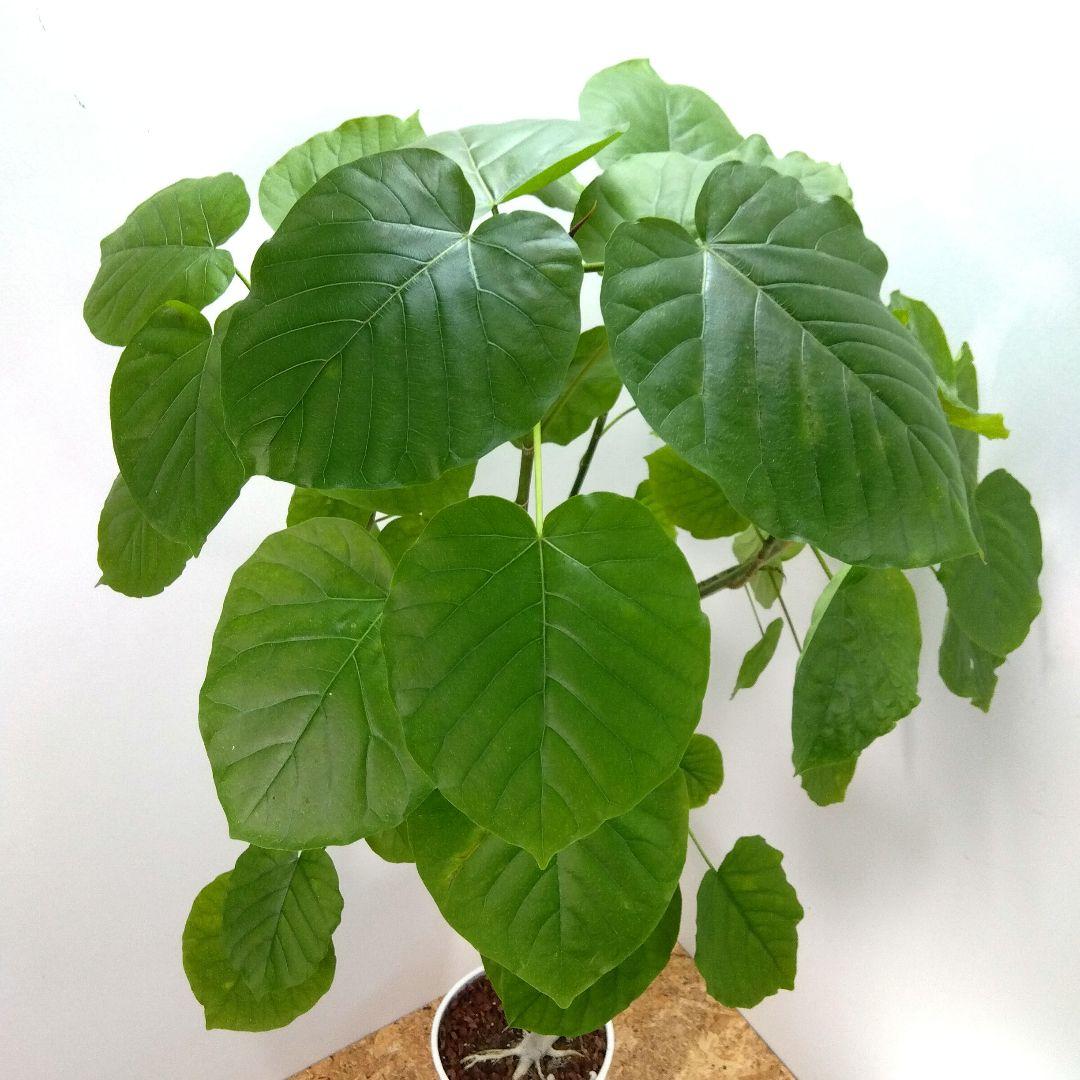 m*i様 フィカス　 ウンベラータ ❗️綺麗な曲がり❗ 130cm‼️7号セラア