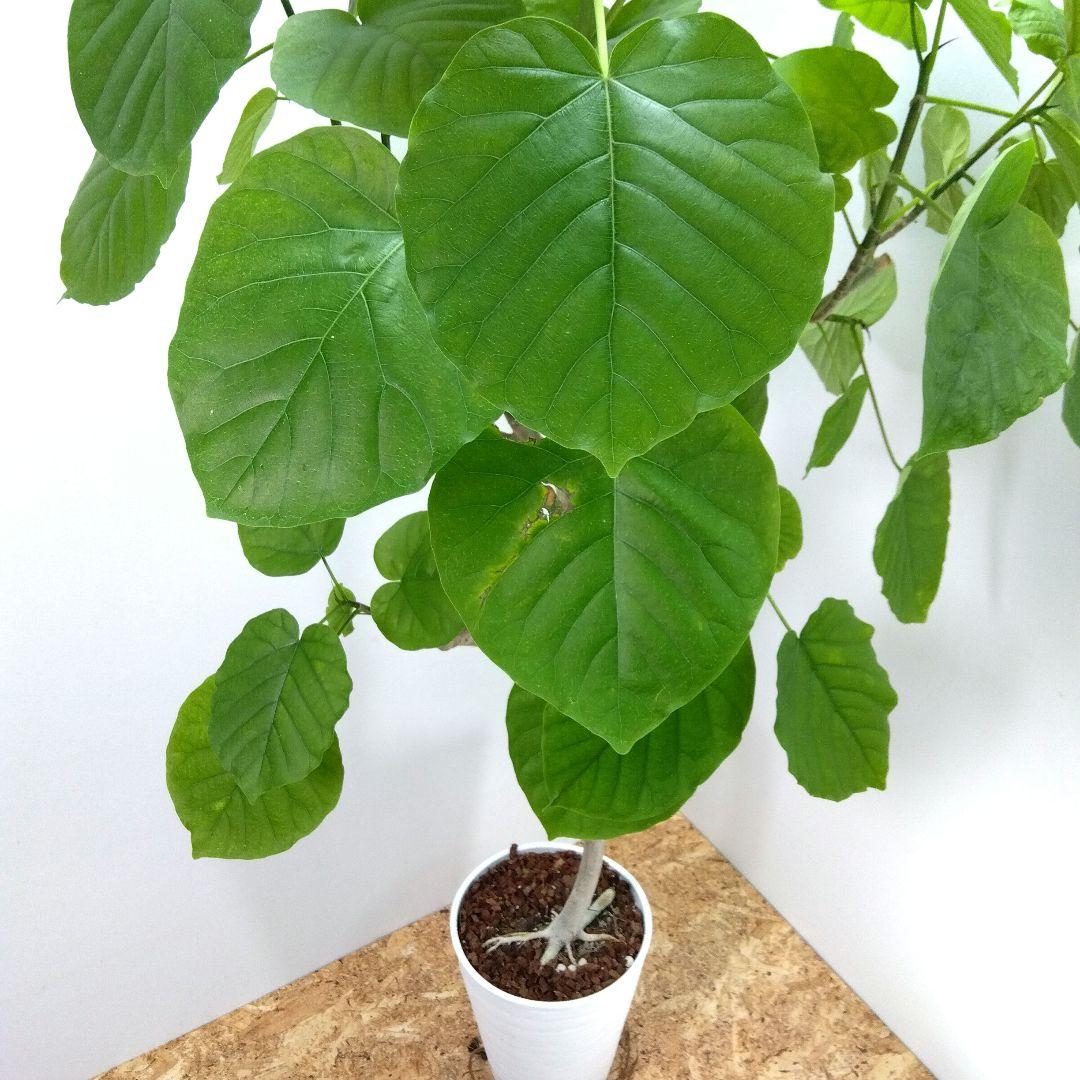 m*i様 フィカス　 ウンベラータ ❗️綺麗な曲がり❗ 130cm‼️7号セラア