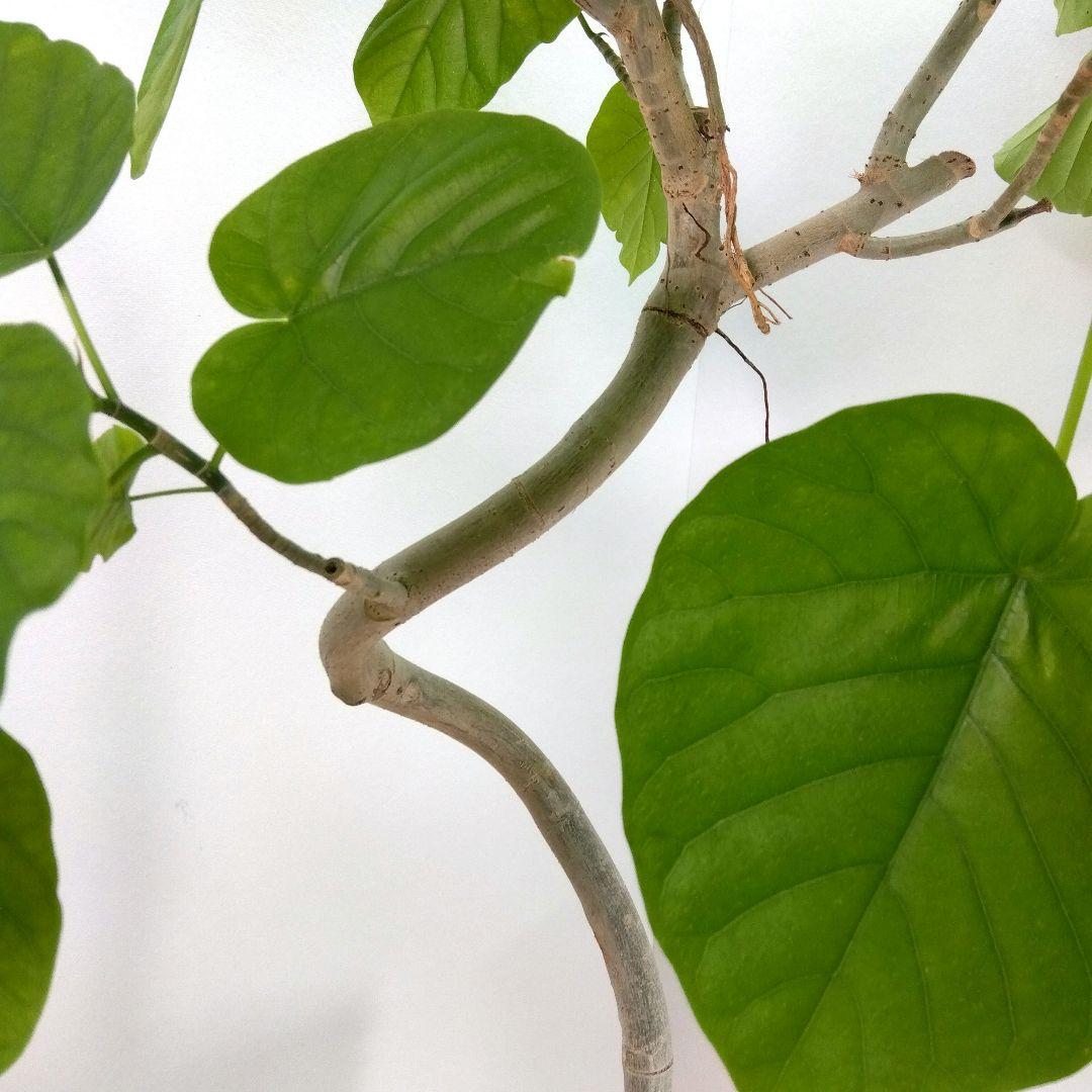 m*i様 フィカス　 ウンベラータ ❗️綺麗な曲がり❗ 130cm‼️7号セラア