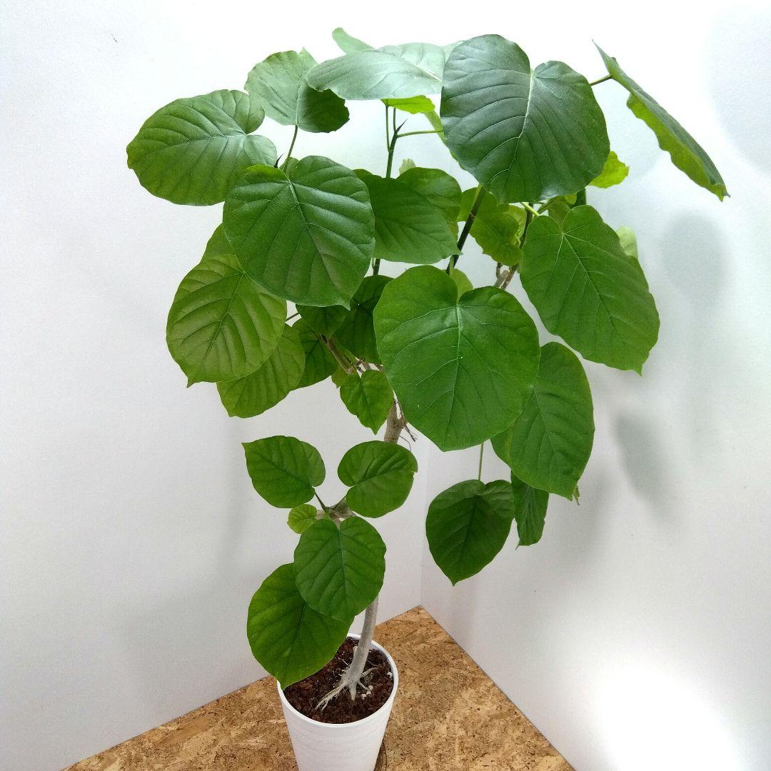 m*i様 フィカス　 ウンベラータ ❗️綺麗な曲がり❗ 130cm‼️7号セラア
