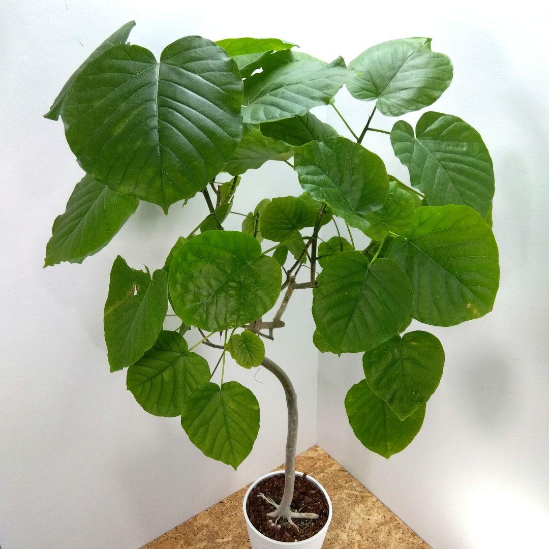 m*i様 フィカス　 ウンベラータ ❗️綺麗な曲がり❗ 130cm‼️7号セラア