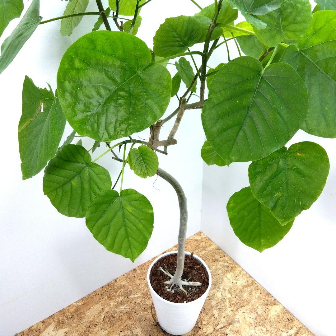 m*i様 フィカス　 ウンベラータ ❗️綺麗な曲がり❗ 130cm‼️7号セラア