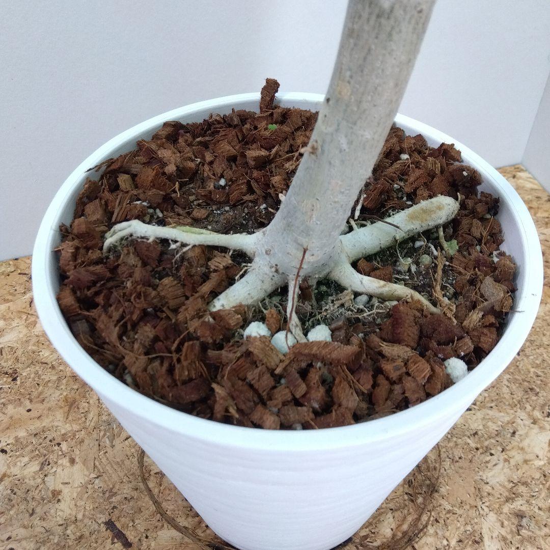 m*i様 フィカス　 ウンベラータ ❗️綺麗な曲がり❗ 130cm‼️7号セラア