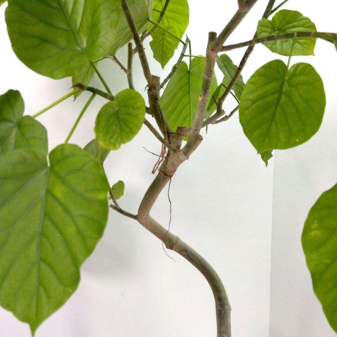 m*i様 フィカス　 ウンベラータ ❗️綺麗な曲がり❗ 130cm‼️7号セラア