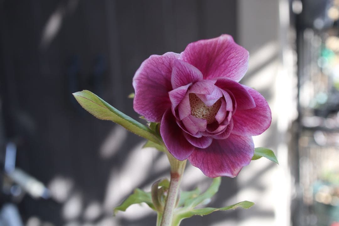 ♡広瀬園芸♡ ソレイユ系　白抜けグラデーション