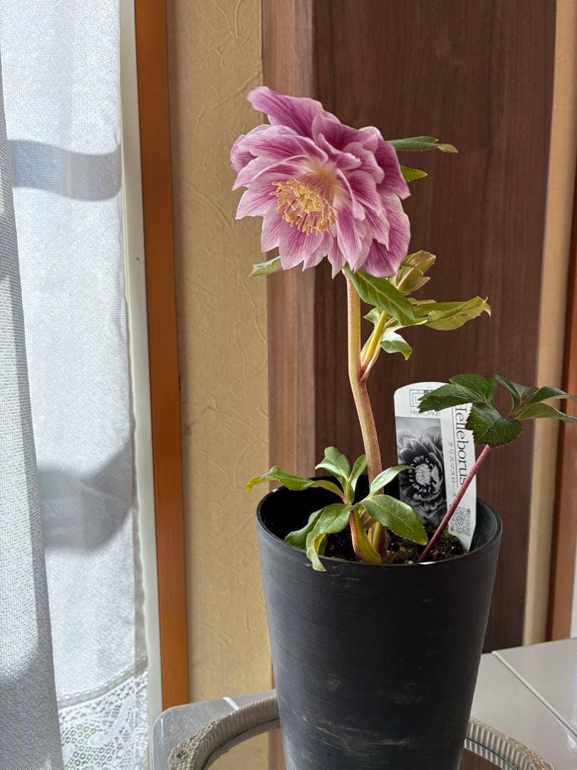 ♡広瀬園芸♡ ソレイユ系　白抜けグラデーション