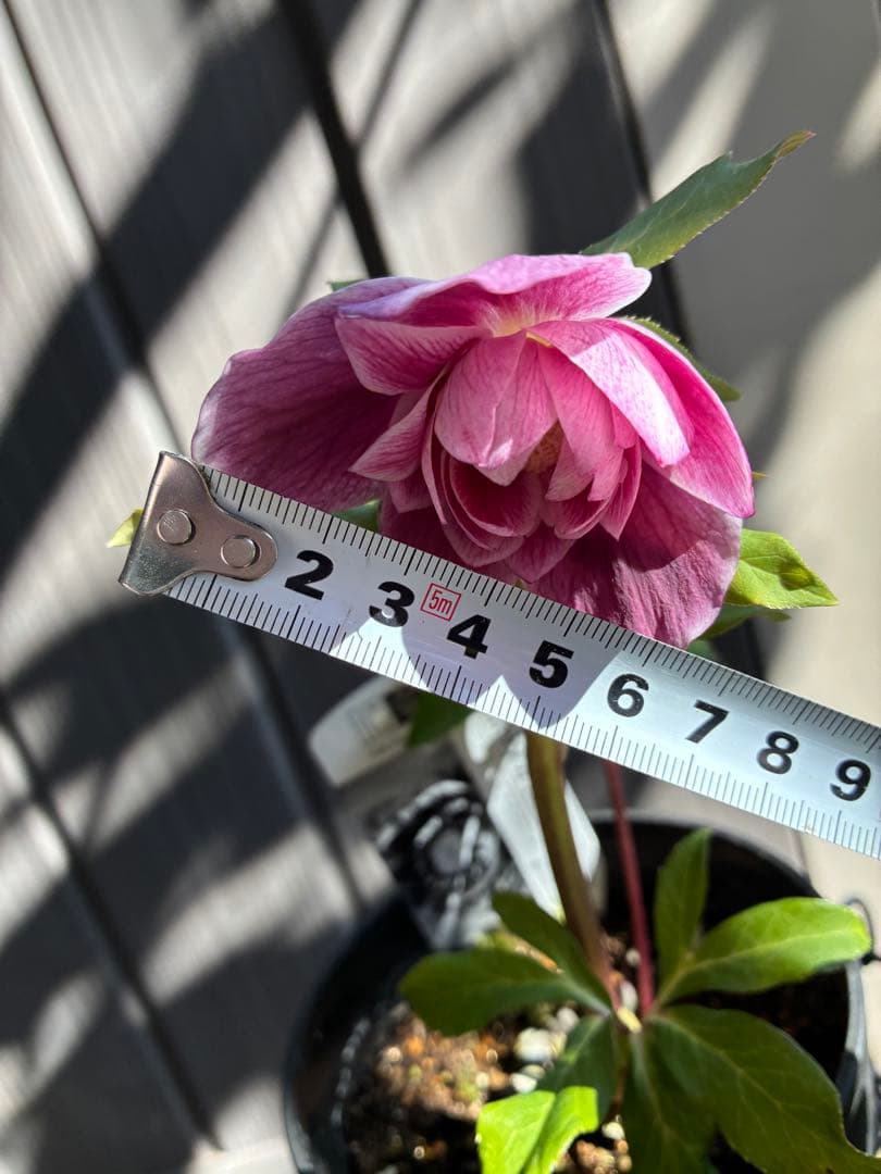 ♡広瀬園芸♡ ソレイユ系　白抜けグラデーション