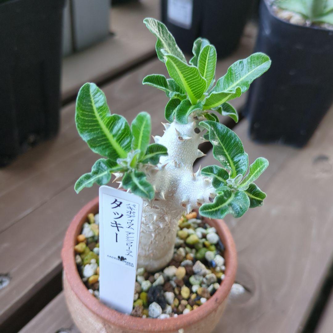 パキポディウムタッキー