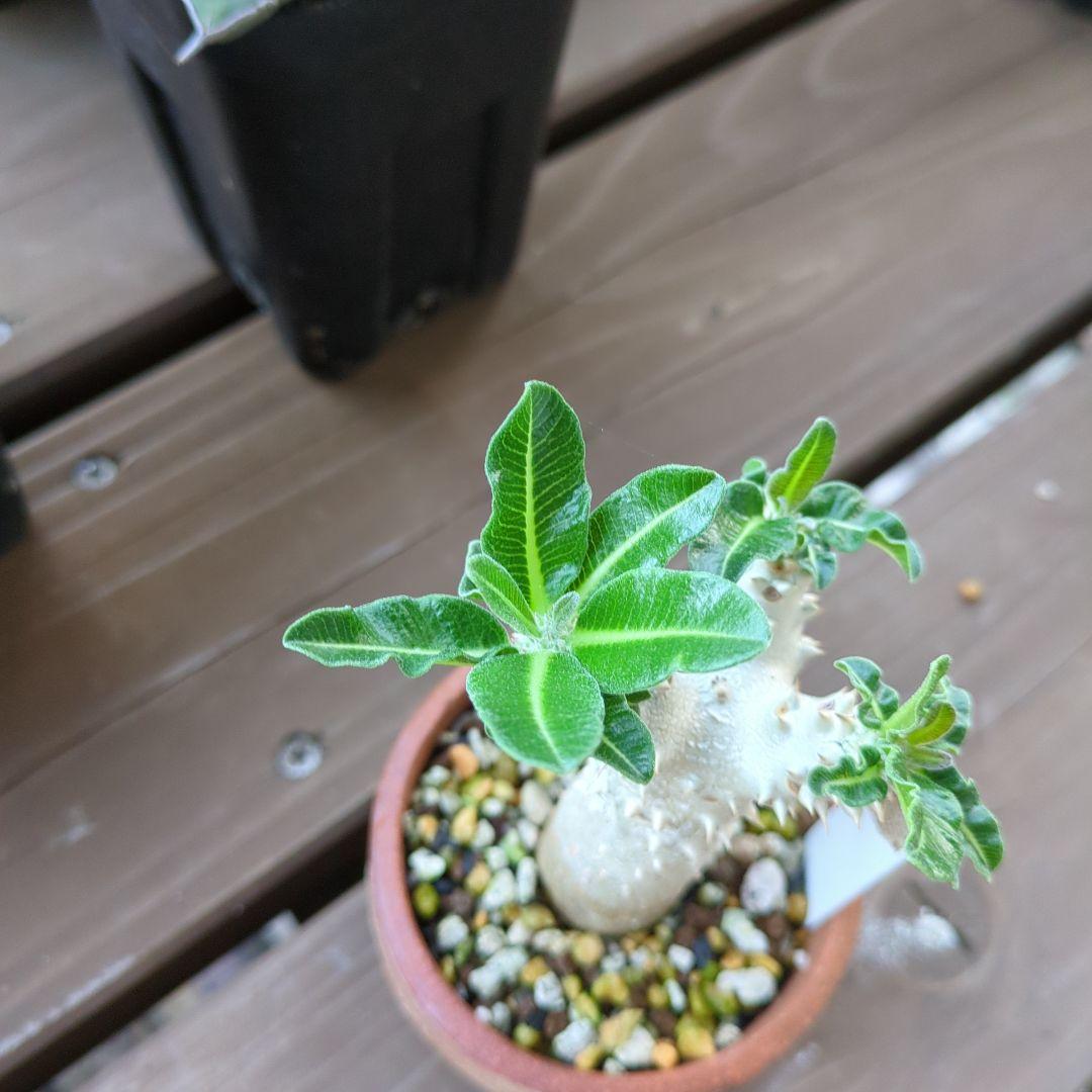 パキポディウムタッキー