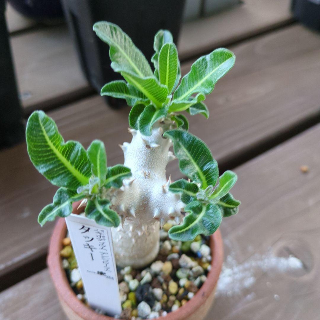 パキポディウムタッキー