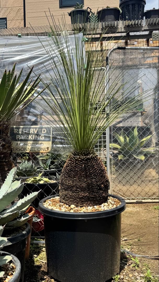 ダシシリオン・ロンギシマム　ドライガーデン