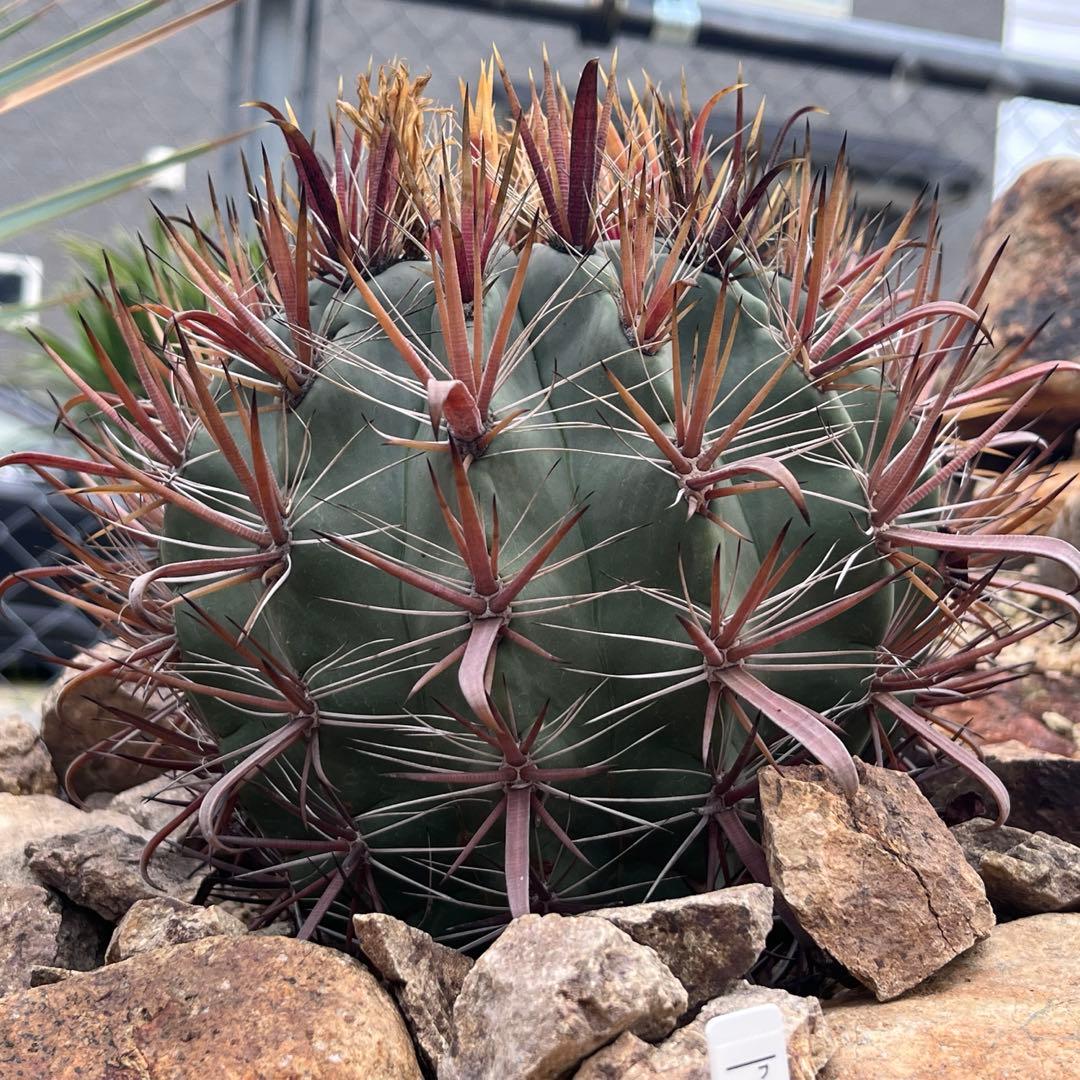 サボテン　フェロカクタス　【神仙玉】大株