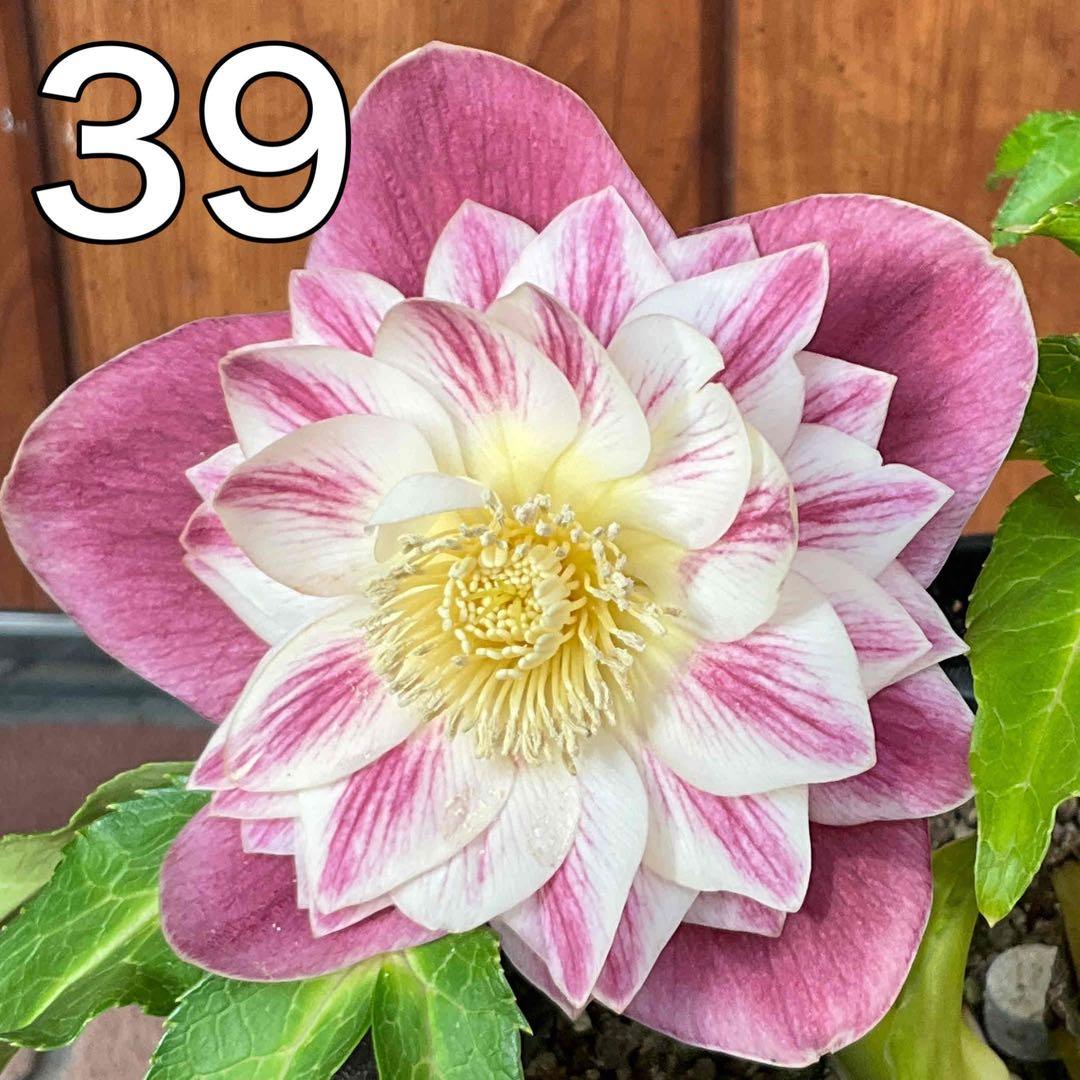 ストライプオーレア★クリスマスローズ苗