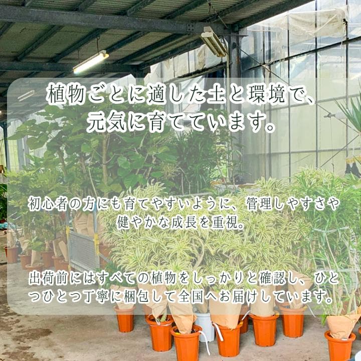 ドラセナ・コンシンネ１｜希少・S字曲がり仕立て｜有機質用土6号鉢｜
