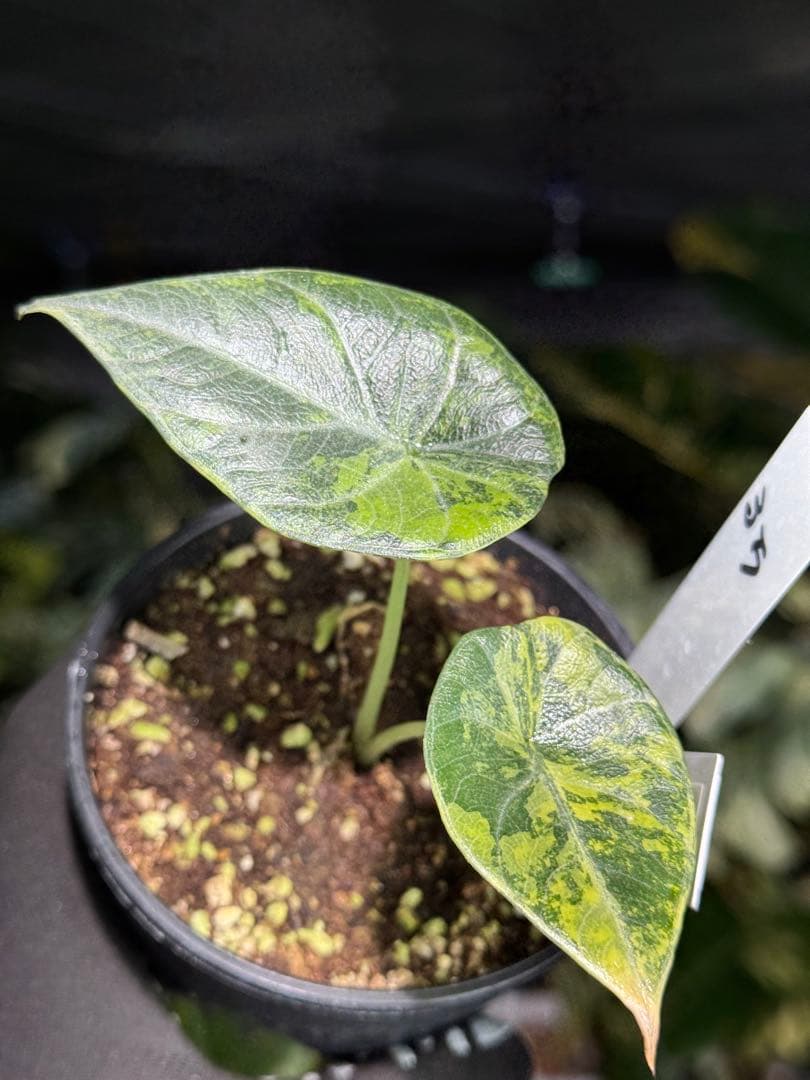 MH1アロカシア　マハラニ　ゴールド　黄斑入り