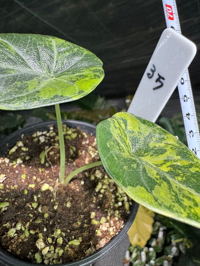 MH1アロカシア　マハラニ　ゴールド　黄斑入り